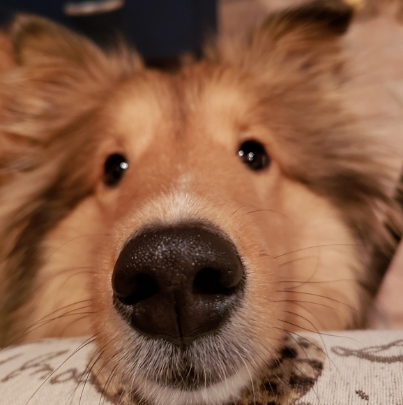*Boop* this snoot! - Picture 2 of 3